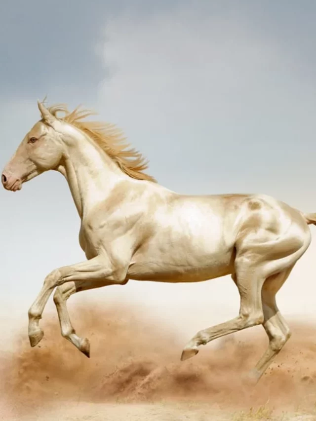 11 Rarest Horse Breeds That Could Go Extinct Soon