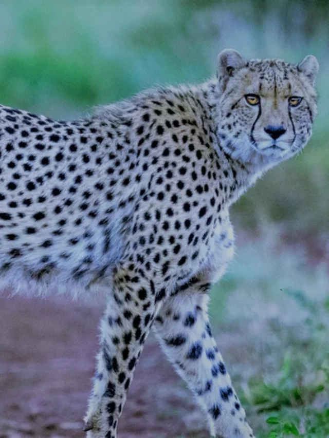 Cheetahs Make A Comeback In India After 70 Years From Namibia