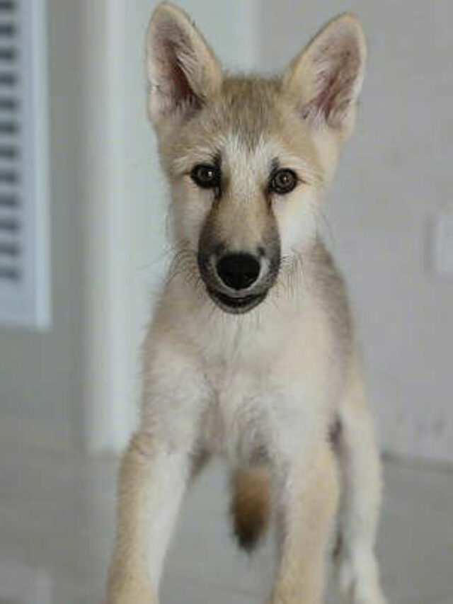 Meet Maya The Cloned Wolf